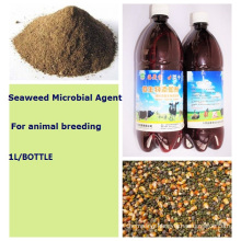 Seaweed Organic Feed Additive for Animal